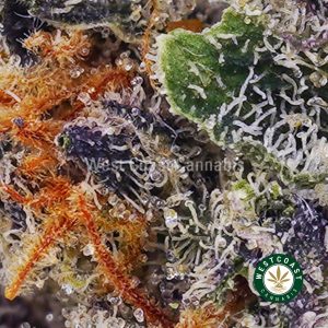 Buy weed Cheese Quake AAAA (Popcorn Nugs) wc cannabis weed dispensary & online pot shop