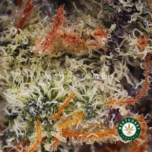 Buy weed Platinum Dosi Cake AAAA (Popcorn Nugs) wc cannabis weed dispensary & online pot shop