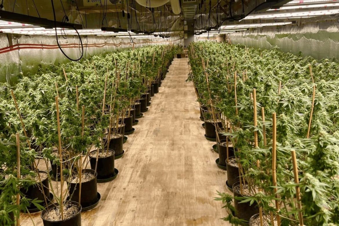Yes, BC weed is the best in the world, but why? Read this guide to discover the potency, flavour, and where to snag the best BC cannabis!