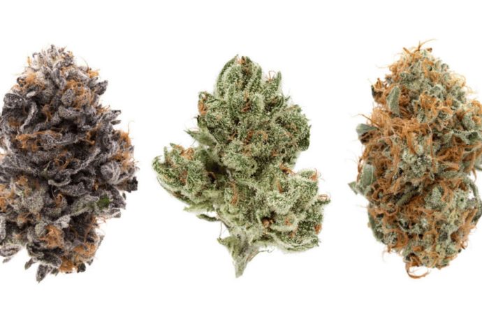 Indica strains are known for their full body high and sedative effects. Here are the best strains to buy indica flower online in Canada.