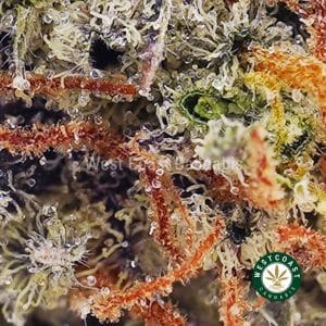 U342A2 BLACKBERRYKUSH WCCANNABIS