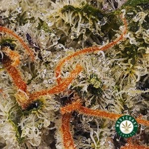 Buy weed Lemon OG AAA wc cannabis weed dispensary & online pot shop Buy weed Lemon OG AAA wc cannabis weed dispensary & online pot shop