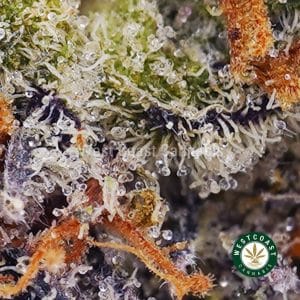 Buy weed Dragon Fruit Kush AAA wc cannabis weed dispensary & online pot shop Buy weed Dragon Fruit Kush AAA wc cannabis weed dispensary & online pot shop