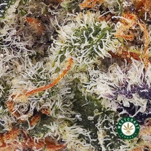Buy weed Gorilla Cookies AAAA (Popcorn Nugs) wc cannabis weed dispensary & online pot shop Buy weed Gorilla Cookies AAAA (Popcorn Nugs) wc cannabis weed dispensary & online pot shop