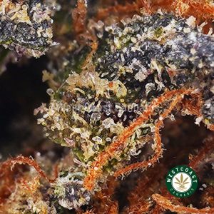 Purple Rockstar budget buds and cheap canna BC bud online from WCC online dispensary and mail order marijuana pot shop to buy weed online in Canada.