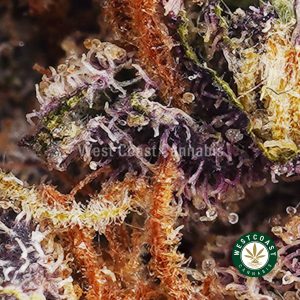 King Kush AA weed & budget buds online at West Coast Cannabis online weed dispensary and mail order marijuana pot shop for cannabis concentrates, shatter, THC edibles and THC vapes.