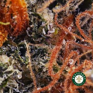 Jet Fuel AAA strain & budget buds from West Coast Cannabis online weed dispensary and mail order marijuana pot shop to buy weed, dab pens, shatter & cannabis products.