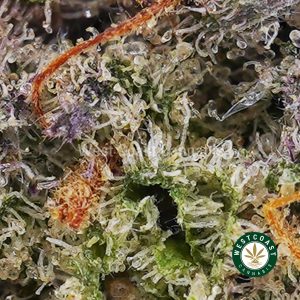 Purple Punch AAA budget buds and cheap canna BC bud online from WCC cannabis dispensary and mail order marijuana weed store to buy weed online in Canada.