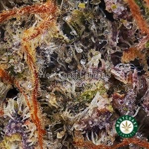 Buy weed Master Kush Ultra AAAA (Popcorn Nugs) wc cannabis weed dispensary & online pot shop