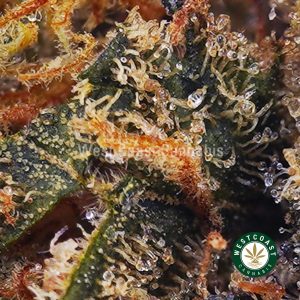 Buy weed Wedding Crasher AAAA wc cannabis weed dispensary & online pot shop