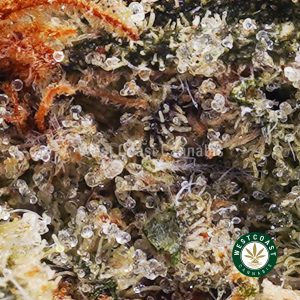 Buy weed Master Jedi AAA wc cannabis weed dispensary & online pot shop