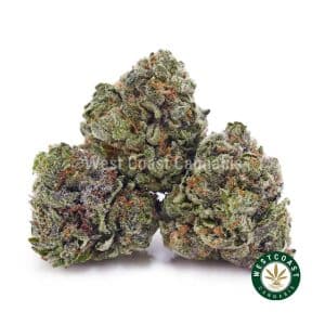 Buy weed Purple Crack AAAA (Popcorn Nugs) wc cannabis weed dispensary & online pot shop