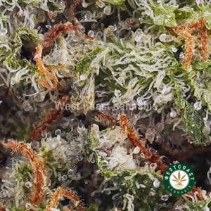 Buy weed Purple Crack AAAA (Popcorn Nugs) wc cannabis weed dispensary & online pot shop Buy weed Purple Crack AAAA (Popcorn Nugs) wc cannabis weed dispensary & online pot shop
