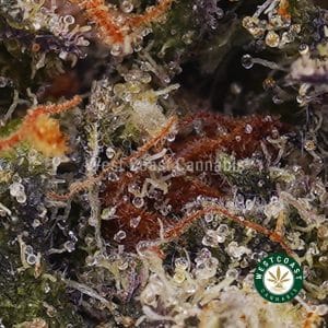 Buy weed Grease Monkey AAAA (Popcorn Nugs) wc cannabis weed dispensary & online pot shop