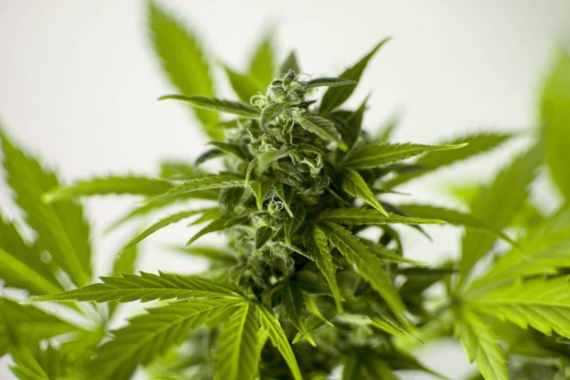 West Coast Cannabis offers the cheapest weed in Canada. Enjoy premium strains at low prices and fast, discreet delivery anywhere in Canada.