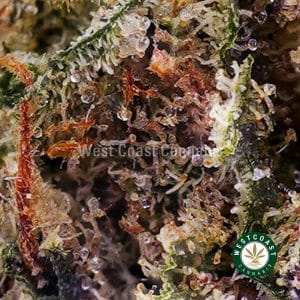 Buy weed Durban Poison AAA (Popcorn Nugs) wc cannabis weed dispensary & online pot shop