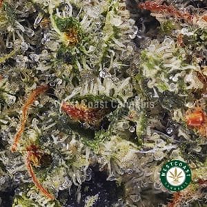 Buy weed Hindu Skunk AAA (Popcorn Nugs) wc cannabis weed dispensary & online pot shop Buy weed Hindu Skunk AAA (Popcorn Nugs) wc cannabis weed dispensary & online pot shop
