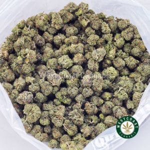 Buy weed Hindu Skunk AAA (Popcorn Nugs) wc cannabis weed dispensary & online pot shop Buy weed Hindu Skunk AAA (Popcorn Nugs) wc cannabis weed dispensary & online pot shop