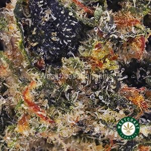 Buy weed Pink Rockstar AAAA (Popcorn Nugs) wc cannabis weed dispensary & online pot shop