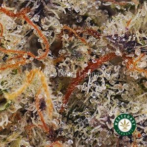 Buy weed Ghost OG AAA wc cannabis weed dispensary & online pot shop