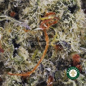 Buy weed Lychee Punch AAAA (Popcorn Nugs) wc cannabis weed dispensary & online pot shop