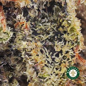 Buy weed Cinderella's Dream AAAA (Popcorn Nugs) wc cannabis weed dispensary & online pot shop