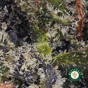 Buy Purple Runtz AAAA (Popcorn Nugs) wc cannabis weed dispensary & online pot shop