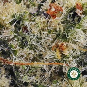 Buy Silverback Gorilla AAAA (Popcorn Nugs) wc cannabis weed dispensary & online pot shop