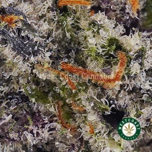 Buy Pink Rob Ford AAAA+ wc cannabis weed dispensary & online pot shop