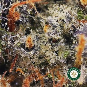 Buy El Chapo AAAA wc cannabis weed dispensary & online pot shop