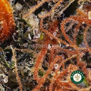 Buy Blue Magoo Cookies AAAA wc cannabis weed dispensary & online pot shop