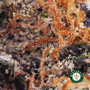Buy Pink Chaos AAA wc cannabis weed dispensary & online pot shop