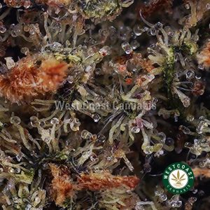 Buy Blueberry Fritter AAA wc cannabis weed dispensary & online pot shop