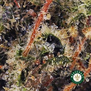 Buy Tuna Kush AAAA (Popcorn Nugs) wc cannabis weed dispensary & online pot shop
