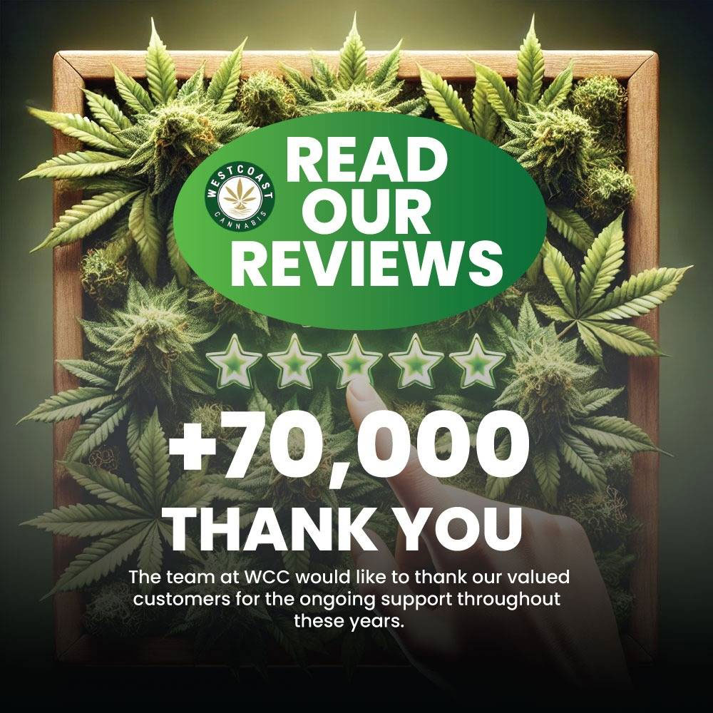 wcc cannabis review banner