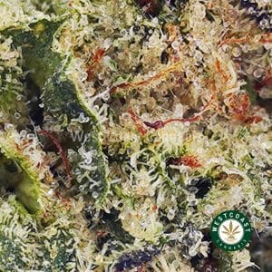 Buy Tropical Haze AAAA (Popcorn Nugs) wc cannabis weed dispensary & online pot shop