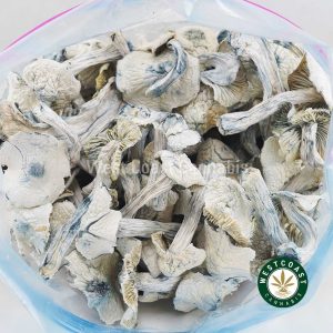 Buy Shrooms - Albino Jedi Mindfuck wc cannabis weed dispensary & online pot shop