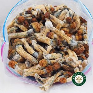 Buy Shrooms - Golden Teacher wc cannabis weed dispensary & online pot shop