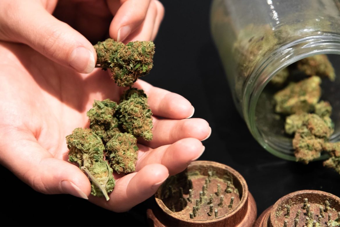 Are you looking for best purple weed strains in Canada? Discover high-quality & potent options available from trusted online dispensaries.