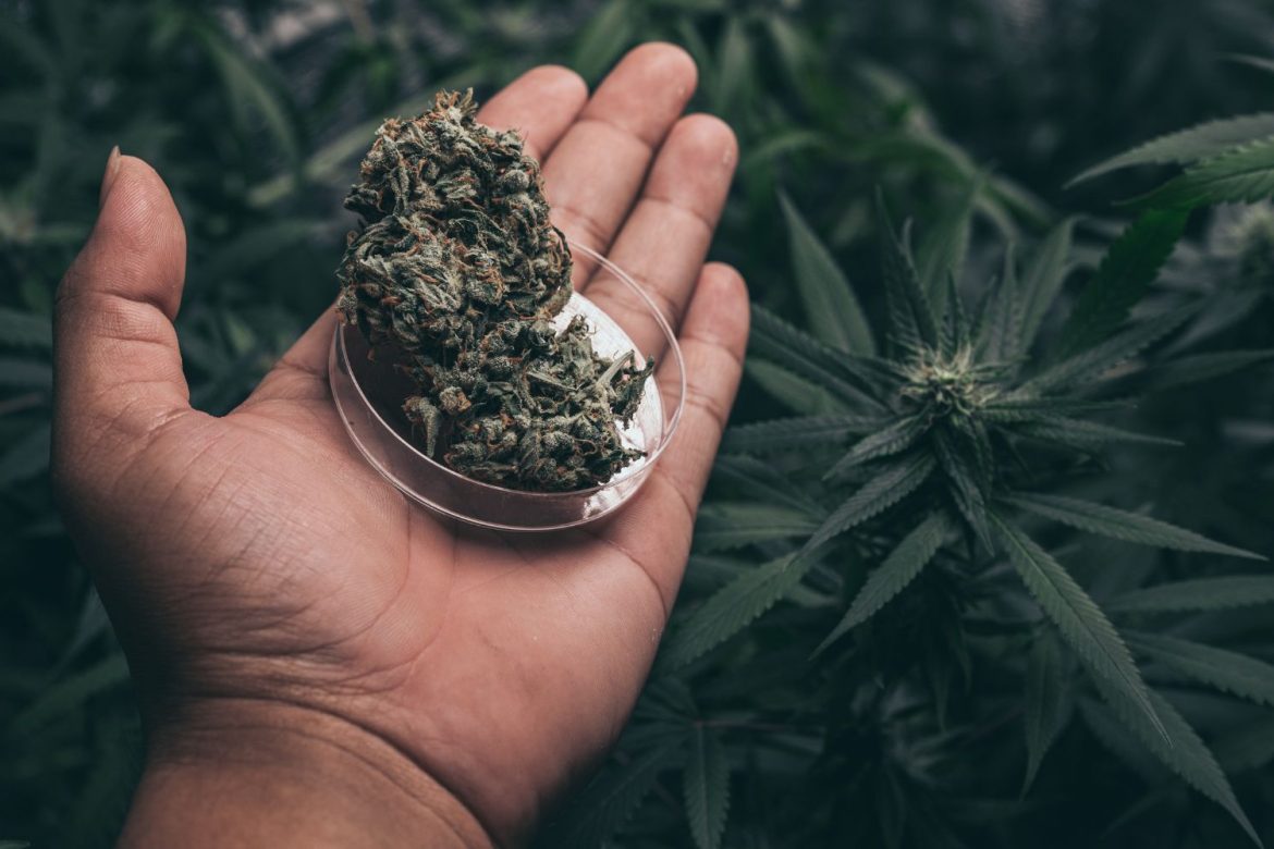 Strawberry Cough strain