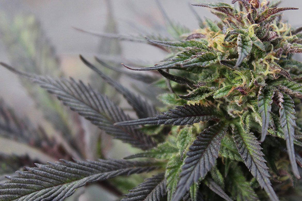 Tom Ford cannabis strain