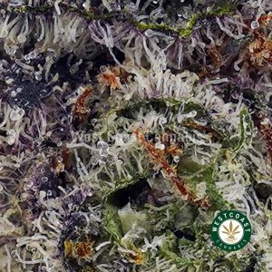 Buy Bacio Gelato AAAA+ wc cannabis weed dispensary & online pot shop