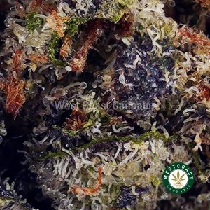 Buy Blueberry Pie AAA wc cannabis weed dispensary & online pot shop