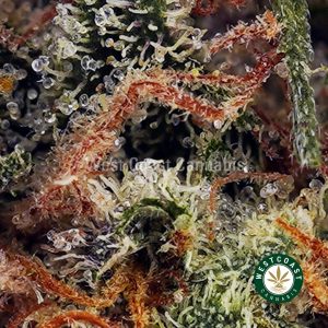 Buy Afghan Kush AA wc cannabis weed dispensary & online pot shop