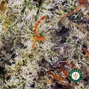 Buy Gorilla Glue #4 AAAA wc cannabis weed dispensary & online pot shop