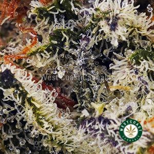 Buy Nirvana AAA wc cannabis weed dispensary & online pot shop