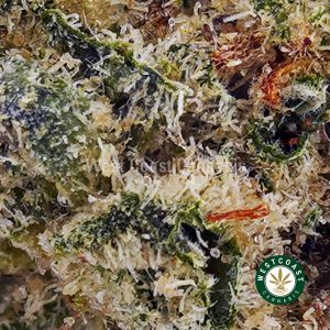 Buy Acapulco Gold AAA wc cannabis weed dispensary & online pot shop