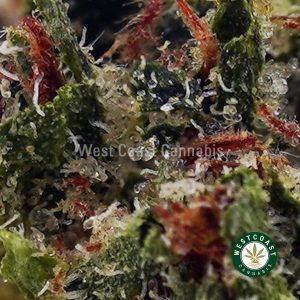 Buy Master Kush Ultra AAA wc cannabis weed dispensary & online pot shop