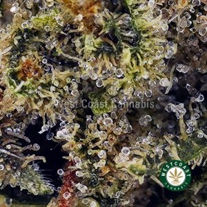 Buy Animal Cookies AAAA (Popcorn Nugs) wc cannabis weed dispensary & online pot shop
