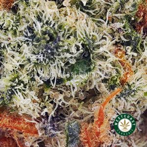 Buy White Tahoe Cookies AAAA (Popcorn Nugs) wc cannabis weed dispensary & online pot shop
